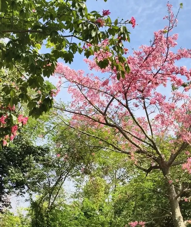 第43站｜深圳週末好去處•蓮花山公園