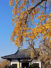 你是來拉屎的吧?!