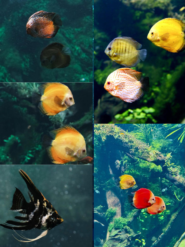 以為海洋館夠絕了，直到闖進上海這片水底森林