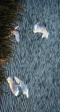 順濟橋畔觀鳥勝地