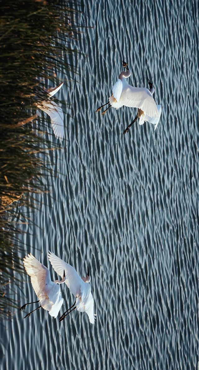 順濟橋畔觀鳥勝地