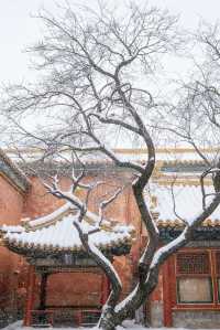 瀋陽故宮的雪太絕了!冬日限定版紅牆白雪,美到窒息!