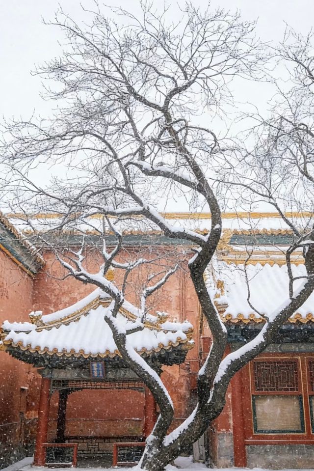 瀋陽故宮的雪太絕了!冬日限定版紅牆白雪,美到窒息! 瀋陽故宮的雪太絕了!冬日限定版紅牆白雪,美到窒息!