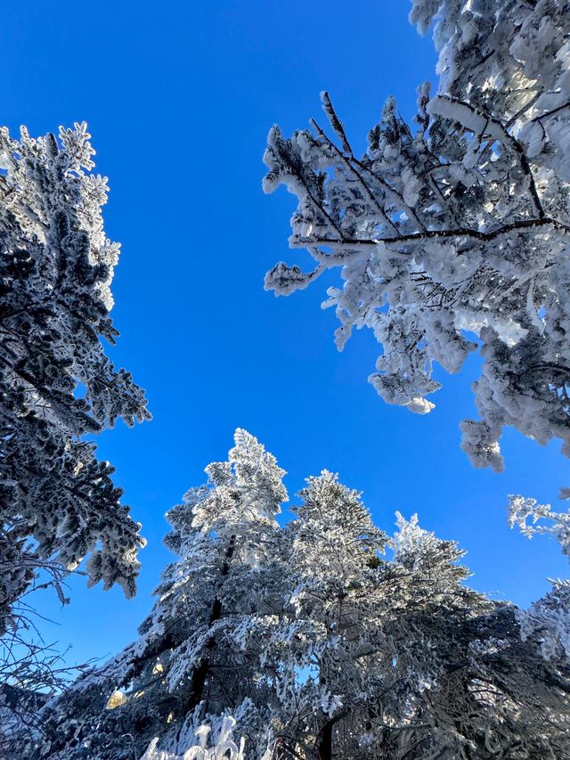 風景優美，去旅遊不來一次峨眉山，真的很可惜，每年都有不一樣的風
