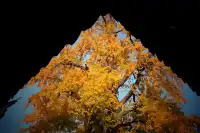 虞山方塔園|八百年銀杏|最佳觀賞期