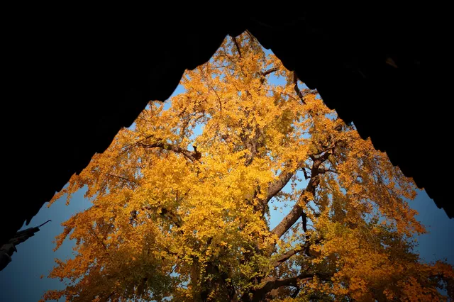 虞山方塔園|八百年銀杏|最佳觀賞期 虞山方塔園|八百年銀杏|最佳觀賞期