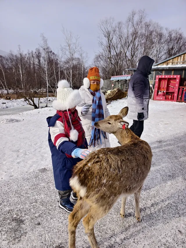 東北7天6晚遛娃玩雪特種兵攻略