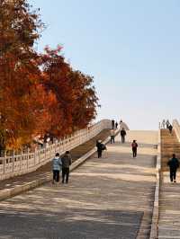 上海水下5000年｜廣富林紅楓，染透千年秋韻