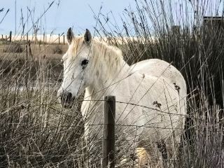 อุทยานธรรมชาติช่องแคบยิบรอลตาร์และอุทยานธรรมชาติป่าโอ๊ค