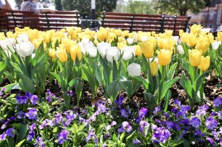 Los Angeles Tulip Viewing Season