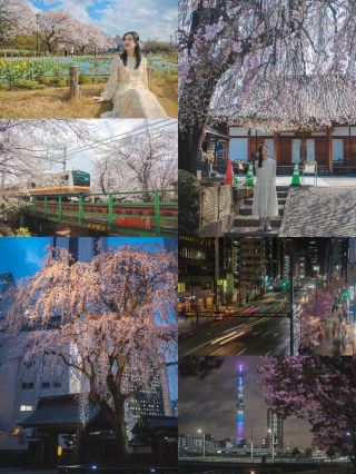 Tokyo · Sakura Report | Live on 3.27, the cherry blossoms are in full bloom!!!