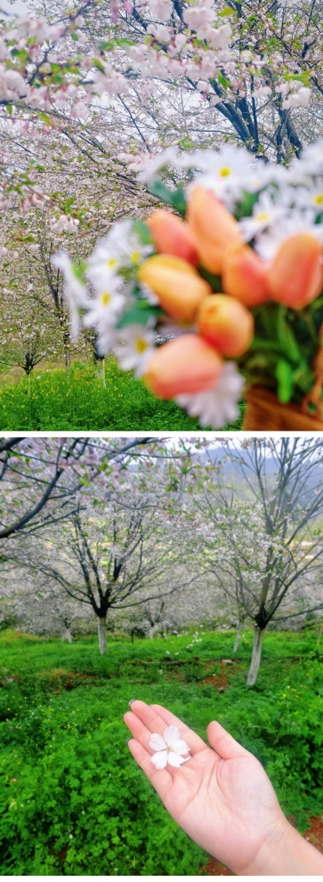 桜の花びらが舞うピンクのスカート、春が人の世界に訪れた！ | Trip