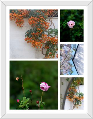 6月の臨沂の花海—初夏のように輝く