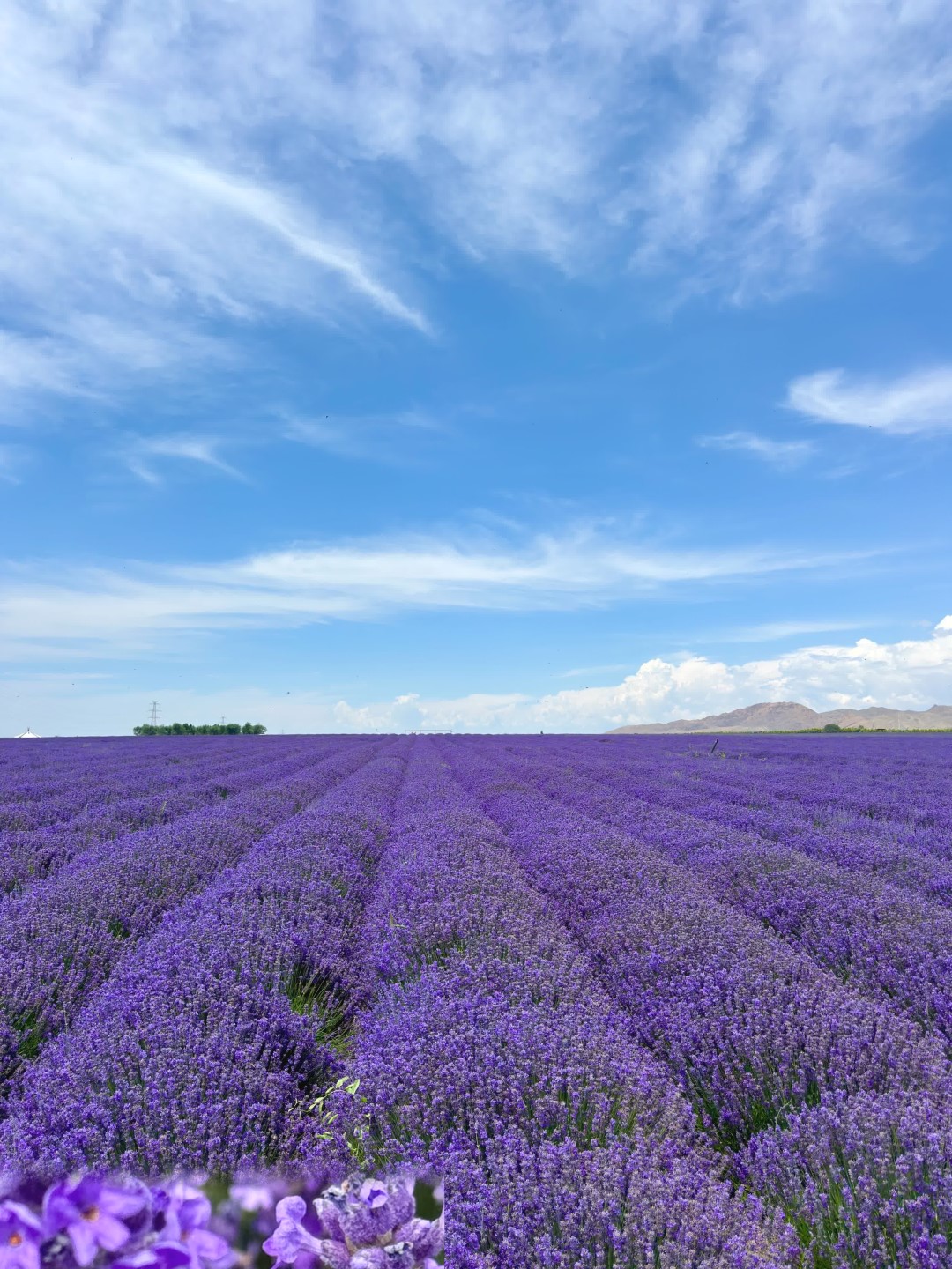 Yining lavender sea · stepping into Provence