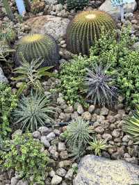 新加坡樟宜機場|機場裡的仙人掌花園