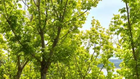 린수 위산 ~ 산꼭대기에 바람이 — traveler post in 린수
