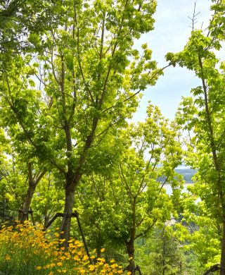 린수 위산 ~ 산꼭대기에 바람이