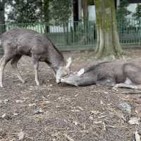 cute Nara deer 