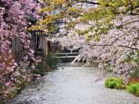 【京都市】水面に揺らぐ桜並木🌸