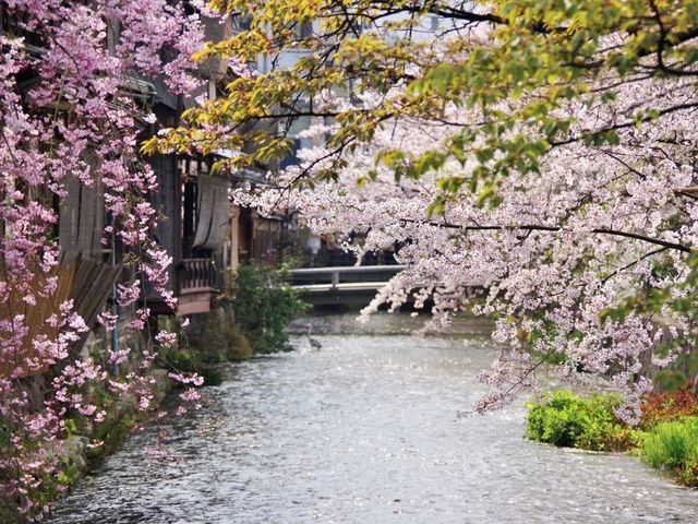 【京都市】水面に揺らぐ桜並木🌸