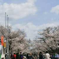 cherry blossom picnics