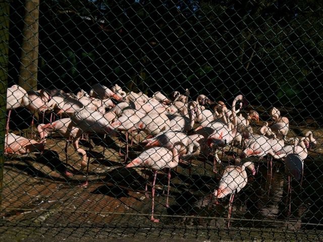 【新竹】六福村動物園 🐅 捕捉動物生活瞬間