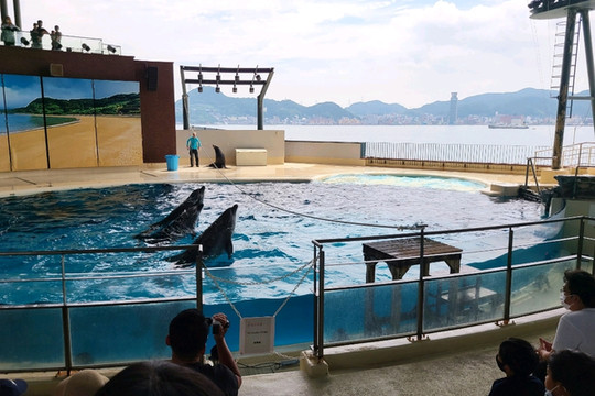 山口】市立しものせき水族館・海響館 | Trip.com 下関
