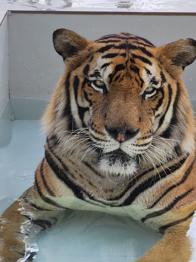 Tiger World, Bangkok, Thailand