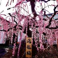 光受寺