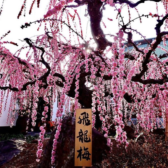 光受寺