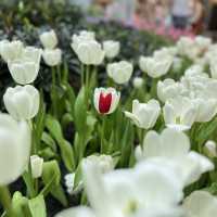 🌷ดอกทิวลิปบานที่ระยอง 🌷