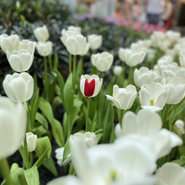 🌷ดอกทิวลิปบานที่ระยอง 🌷