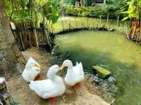 ที่พักอัมพวา น้องหมาพักได้ ตอนเช้ามีใส่บาตรริมน้ำ