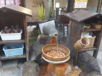 Michelin 3-star Hot Spring?!