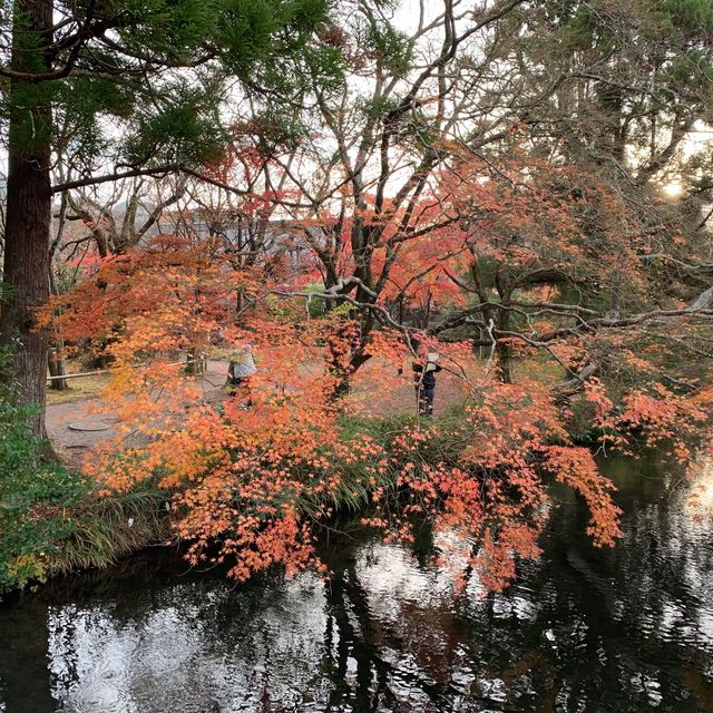 由布院金鱗湖🍁🍂紅葉季美得醉人