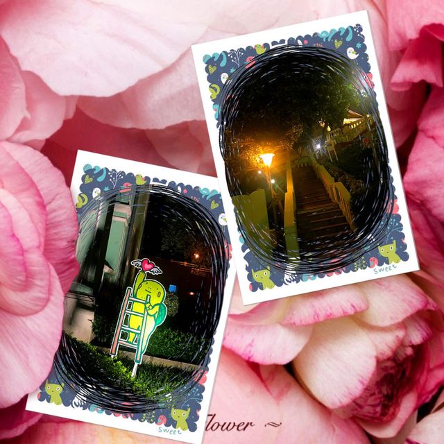 龍環葡韻🥰欣賞夜之美景
