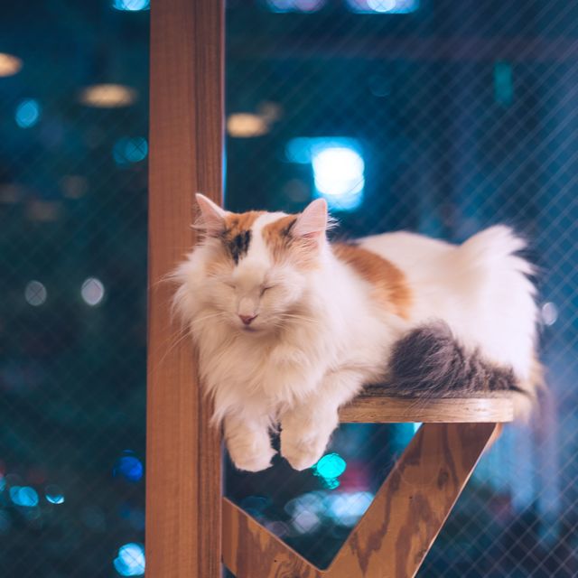 【東京】秋葉原の癒し空間🐈🐾「猫カフェ MOCHA」