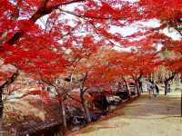 The autumn at Nara Deer Park