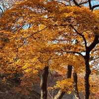 男鹿國定公園 🍁🌲迷人秋色🍂🏞️