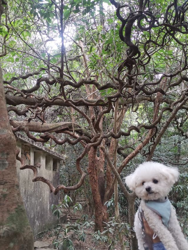 香港新手行山🍀茅坪藤皇+竹林隧道路線