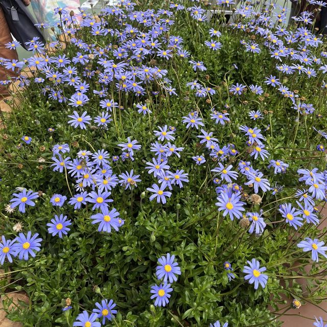 維園花卉展覽 春日花開好時節