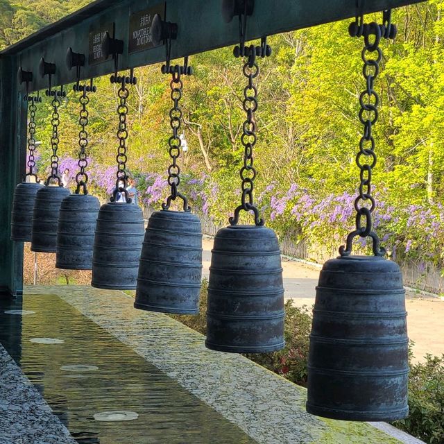 期間限定:賞許願藤🪻@慈山寺