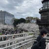 千鳥ヶ淵縁道の桜