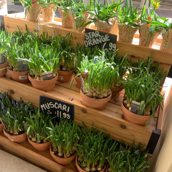 The Best Plants Are Hiding at Trader Joe's