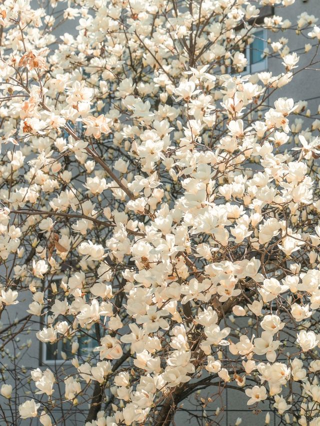 대구 목련카페 핫플 포토존이 유명한곳💓