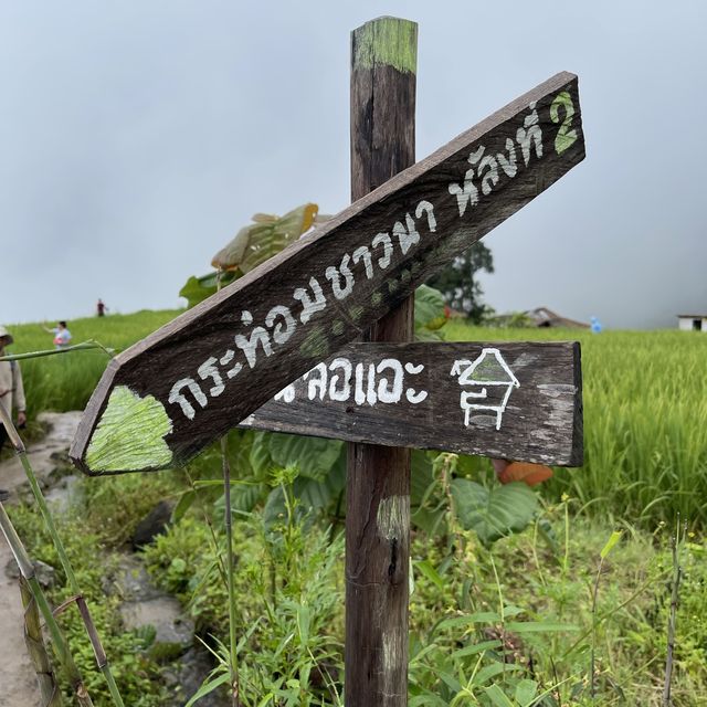 ป่าปงเปียง⛈️