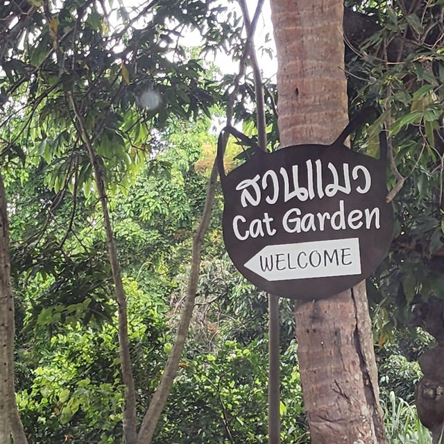 "Cat garden"โรงแรมแมว สวรรค์ของคนรักแมว📍