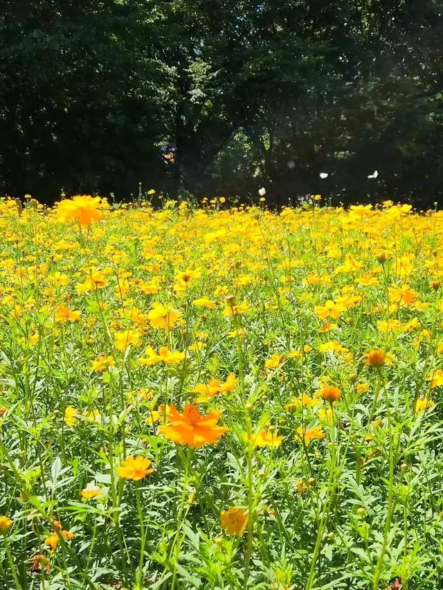 서울 노랑 코스모스하면 여기! 올림픽공원🌼