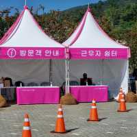 핑크뮬리 구경하세요.