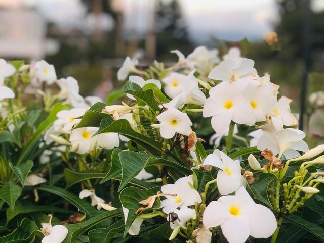 台北｜🌹💐 Taipei Rose Garden 臺北玫瑰園🪴🎋散步賞花花草草